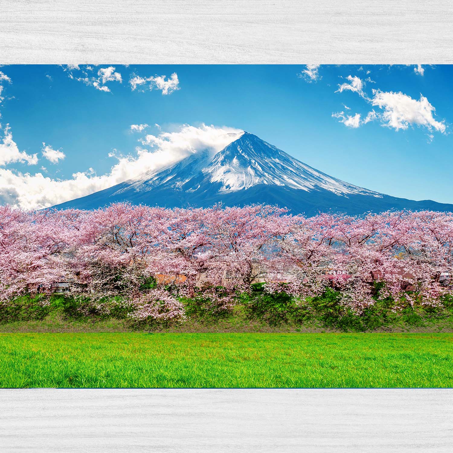 Hora Fuji a čerešňové kvety na jar, Japonsko