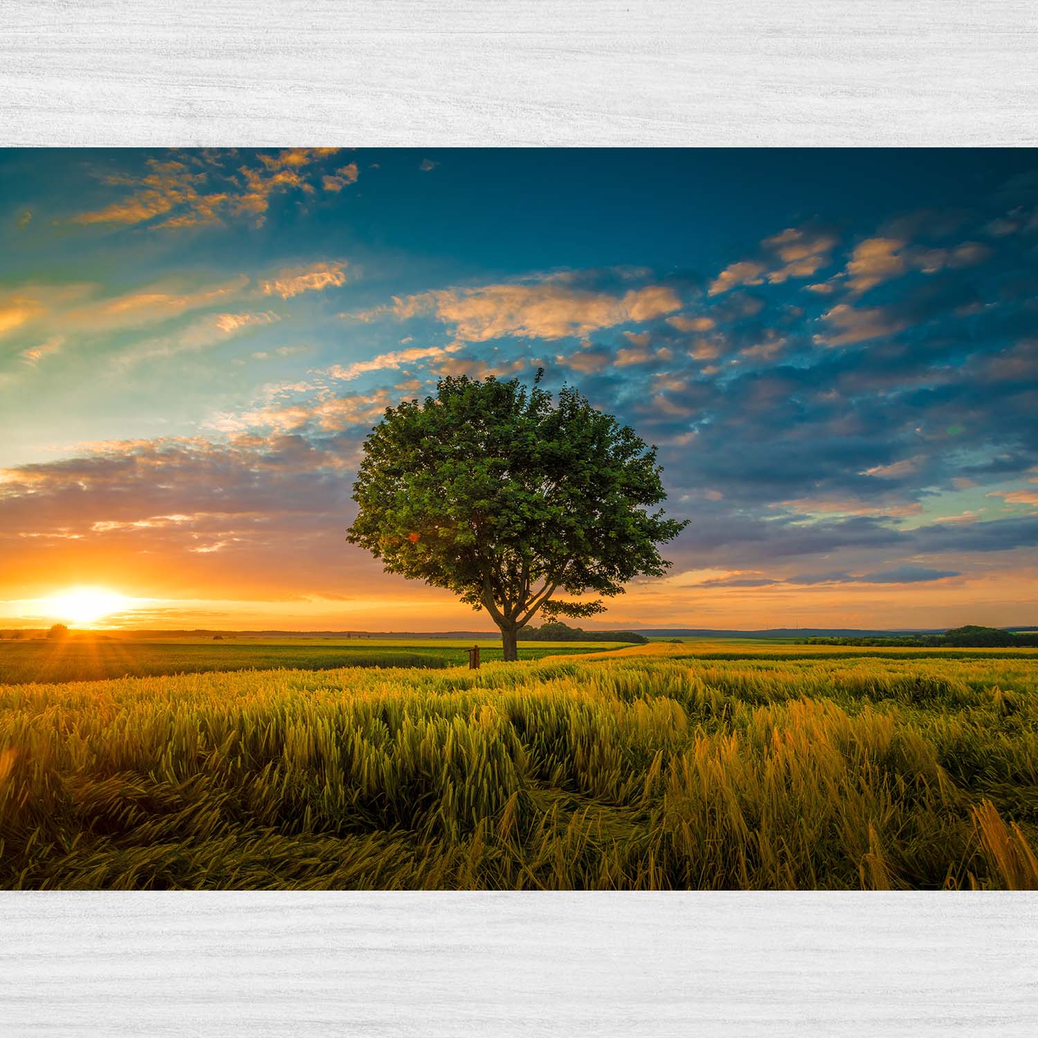 Širokouhlý záber jedného stromu rastúceho pod zatiahnutou oblohou pri západe slnka obklopený trávou